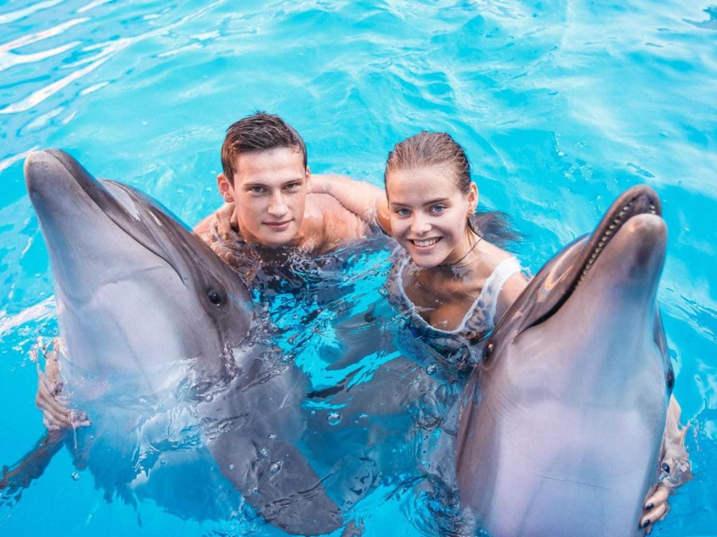 Marmaris Swims With Dolphins