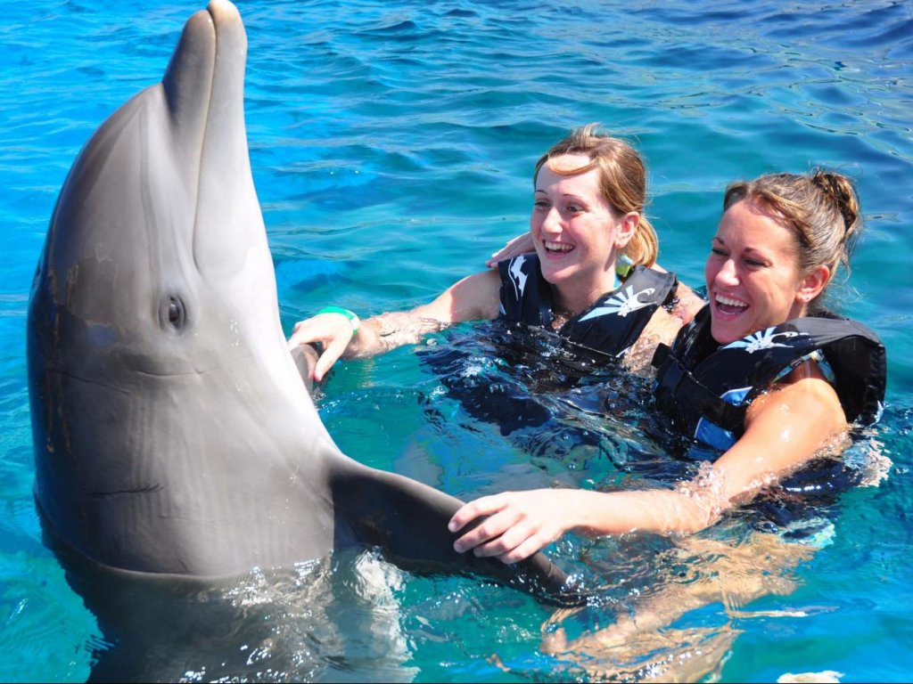 Icmeler Swim With Dolphins