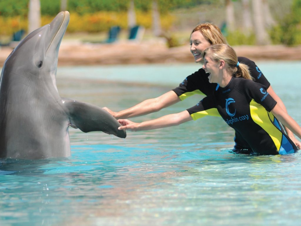 Marmaris Meets With Dolphins