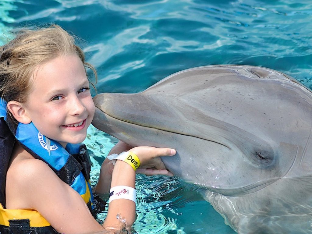 Icmeler Meet With Dolphins