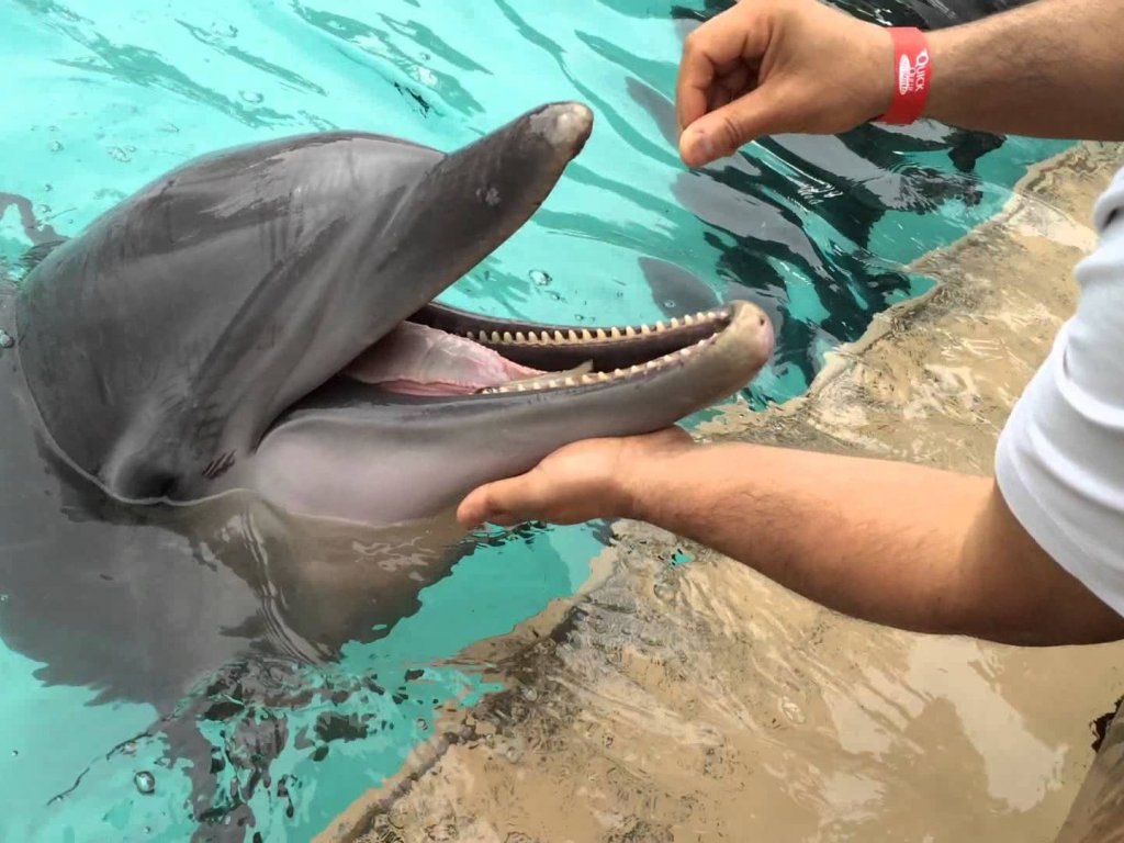 Icmeler Meet With Dolphins