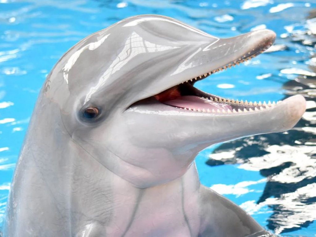 Icmeler Meet With Dolphins