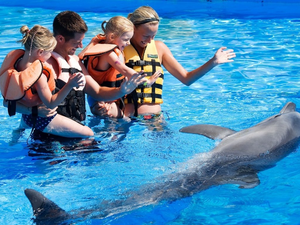 Icmeler Meet With Dolphins