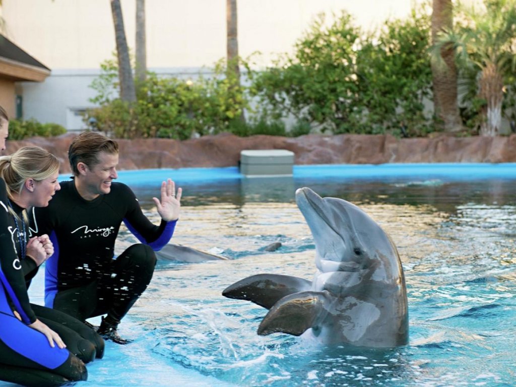 Icmeler Meet With Dolphins